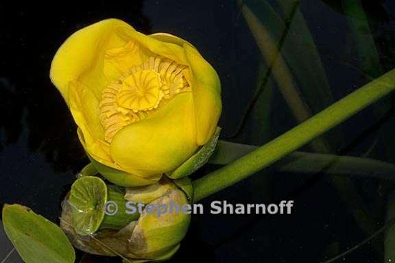 nuphar polysepala 4 graphic